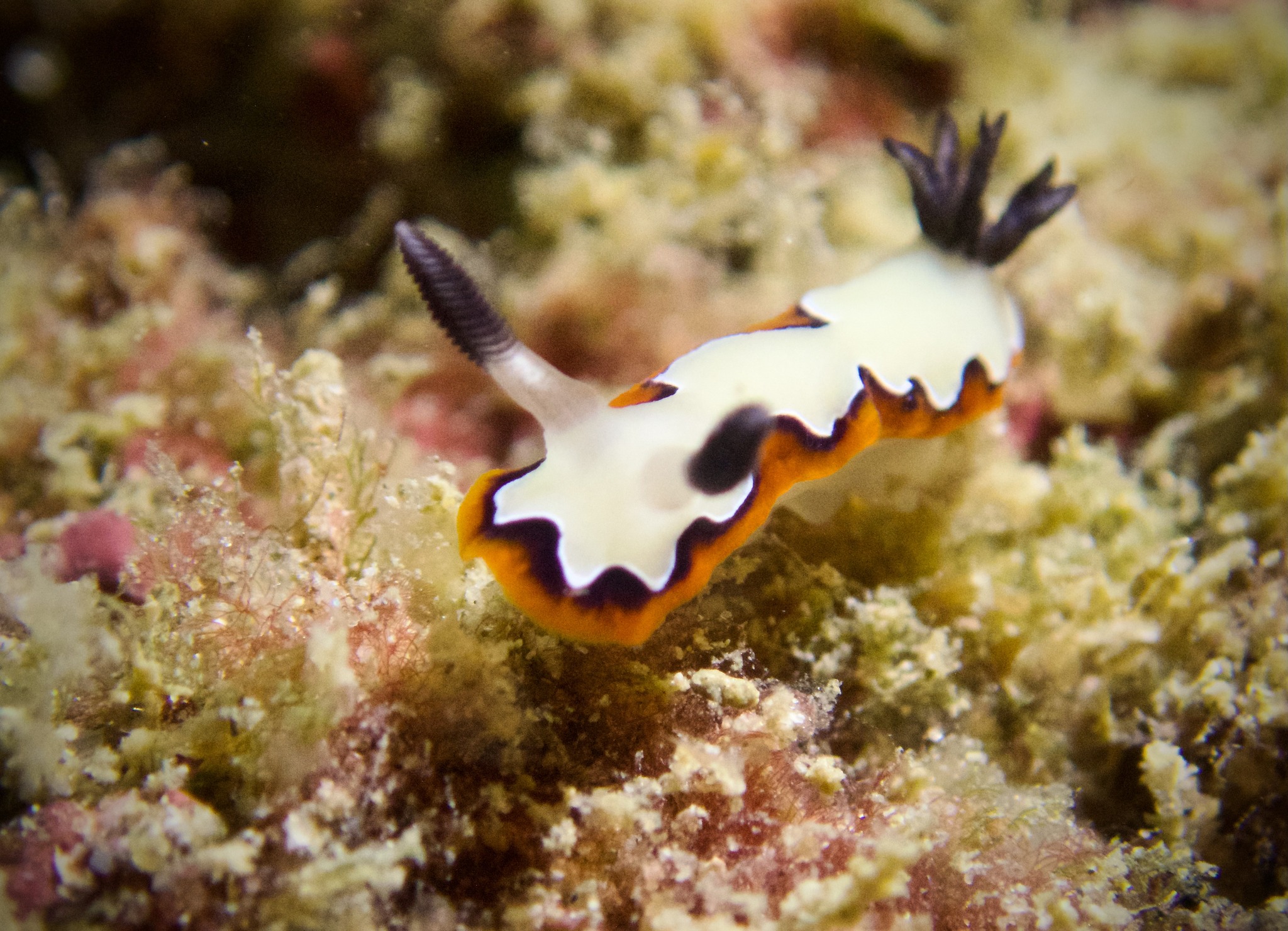 Advanced Underwater Photography Course - Hình ảnh 6