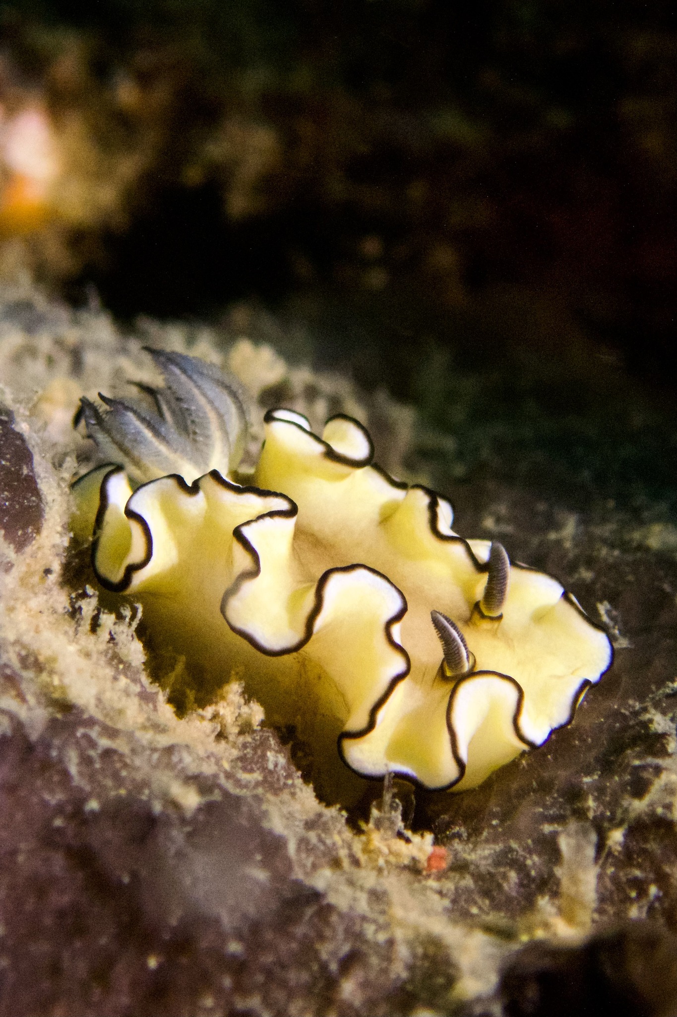 Advanced Underwater Photography Course - Hình ảnh 4