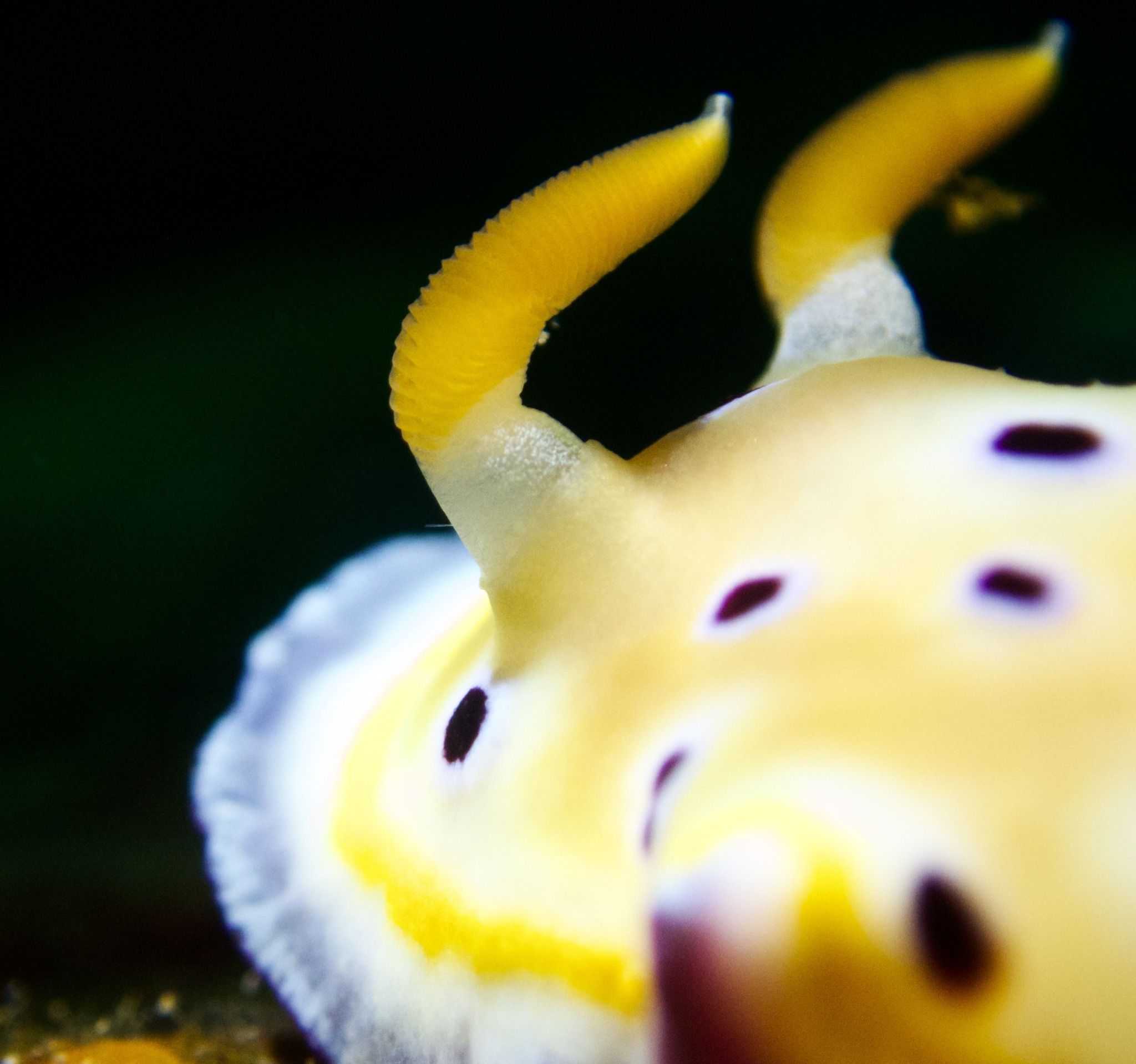 Advanced Underwater Photography Course - Hình ảnh 3