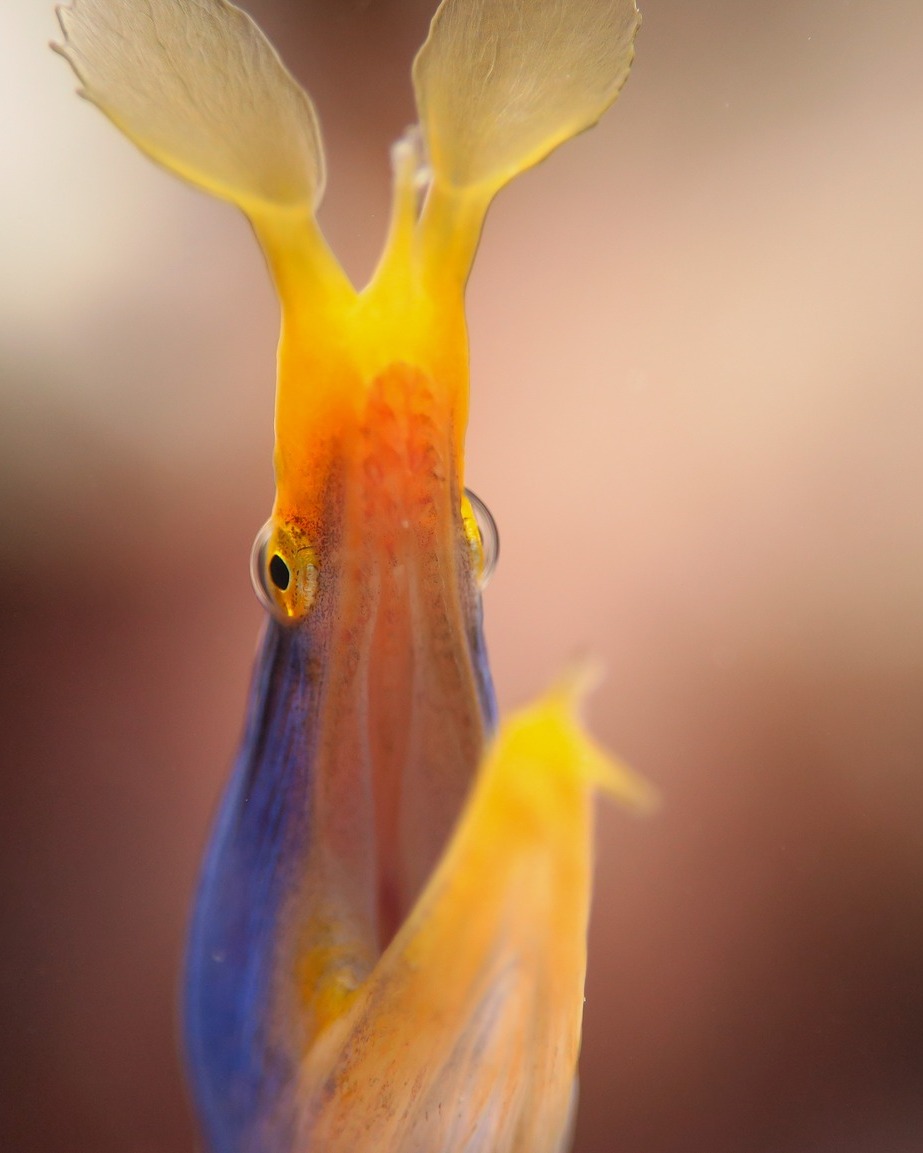 Advanced Underwater Photography Course - Hình ảnh 5